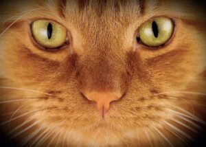 Placemat Ginger Cat's Eyes