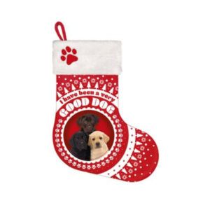 Stocking Labrador Pup