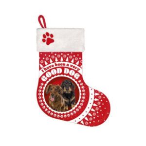 Stocking Dachshund mix