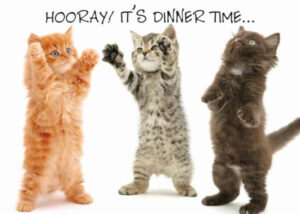 Placemat Kittens Hooray Dinner