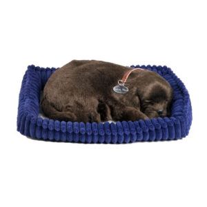 Perfect Petzzz Chocolate Lab