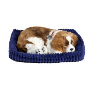 Perfect Petzzz Cavalier King Charles