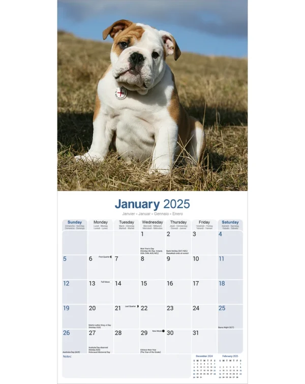 Kalender 25 Bulldogs as - Afbeelding 3